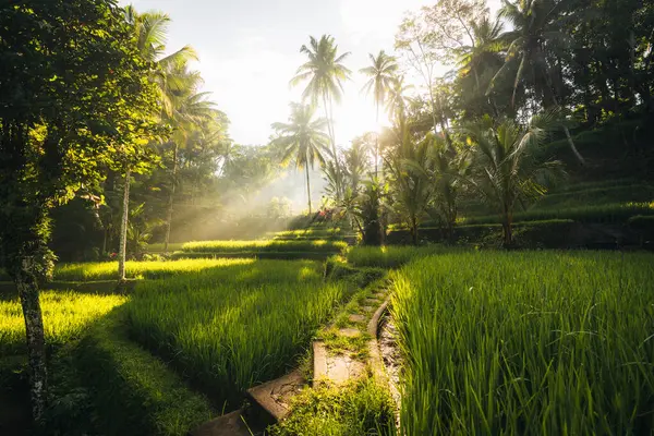 Ubud, Bali, Endonezya 'daki Tegallalang Rice tarlalarının sabah manzarası. Yüksek kalite fotoğraf