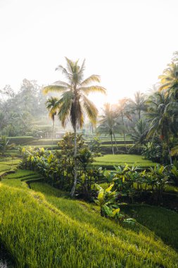 Ubud, Bali, Endonezya 'daki Tegallalang Rice tarlalarının sabah manzarası. Yüksek kalite fotoğraf