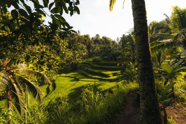 Ubud, Bali, Endonezya 'daki Tegallalang Rice tarlalarının sabah manzarası. Yüksek kalite fotoğraf