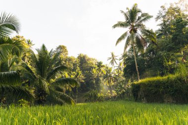 Ubud, Bali, Endonezya 'daki Tegallalang Rice tarlalarının sabah manzarası. Yüksek kalite fotoğraf