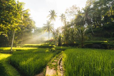 Ubud, Bali, Endonezya 'daki Tegallalang Rice tarlalarının sabah manzarası. Yüksek kalite fotoğraf