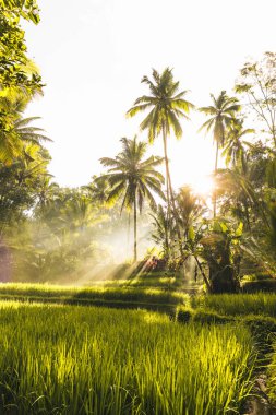 Ubud, Bali, Endonezya 'daki Tegallalang Rice tarlalarının sabah manzarası. Yüksek kalite fotoğraf