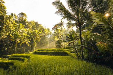 Ubud, Bali, Endonezya 'daki Tegallalang Rice tarlalarının sabah manzarası. Yüksek kalite fotoğraf
