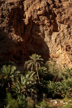 Wadi Shab, Canyon, Valley, Muscat Umman 'a yakın yüzmek için mavi suları olan vaha. Yüksek kalite fotoğraf