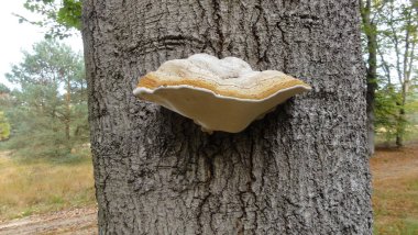 Tonderfungus 'a yakın çekim.