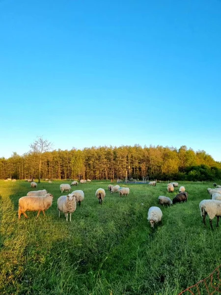 Ett Typiskt Holländskt Landskap Med Får Grön Äng Med Stor — Stockfoto