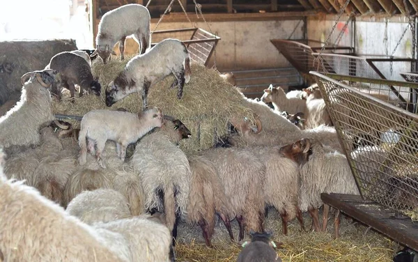 Kilka Owiec Górą Słomy Farmie Owiec — Zdjęcie stockowe