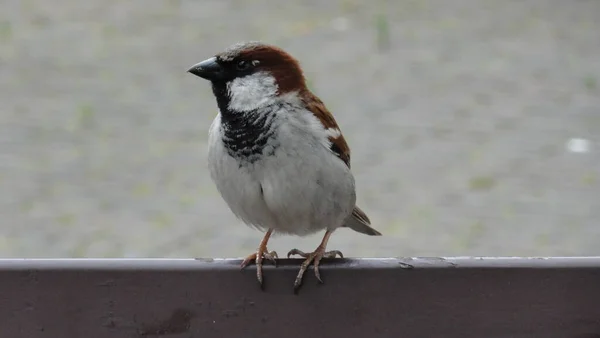 House Sparrow Resting Looking Forwards — Stock Photo, Image