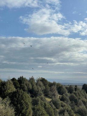 Gökyüzünde bir kuş sürüsü