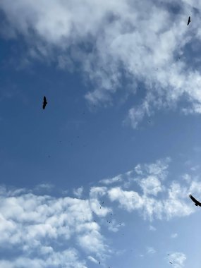 Martı gökyüzünde uçuyor.