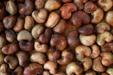 Kaju veya Biji Jambu Mete