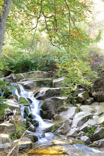 Krajina Podzim Řeky Ilse Harzských Horách Sasko Anhaltsko — Stock fotografie