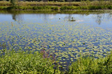 Baharda Alte Leine Nehri 'nin manzarası. Ahlden Köyü, Aller Nehri, Aşağı Saksonya.