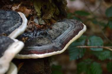 Sonbaharda harz dağlarında mantar, Saksonya - Anhalt