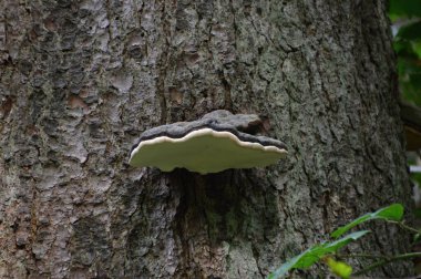 Sonbaharda harz dağlarında mantar, Saksonya - Anhalt