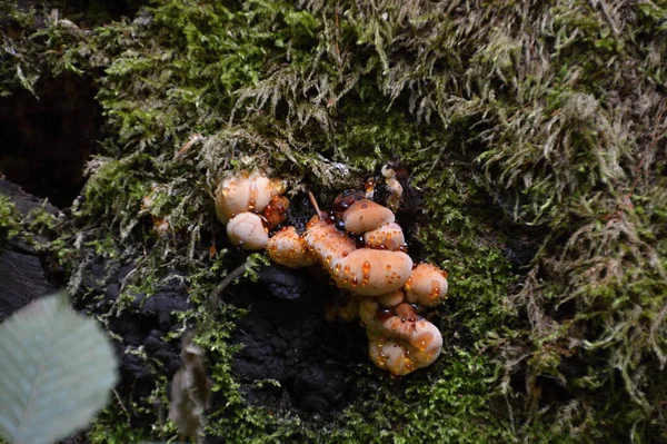 Cogumelos Outono Nas Montanhas Harz Saxónia Anhalt — Fotografia de Stock