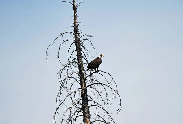 Águia Careca Nas Montanhas Wyoming — Fotografia de Stock