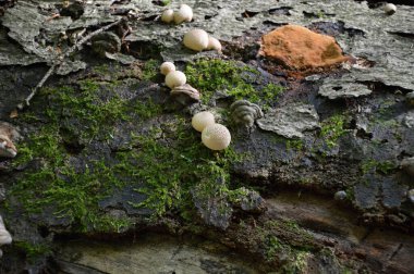 Sonbaharda Harz Dağları 'nda mantarlar, Saksonya - Anhalt
