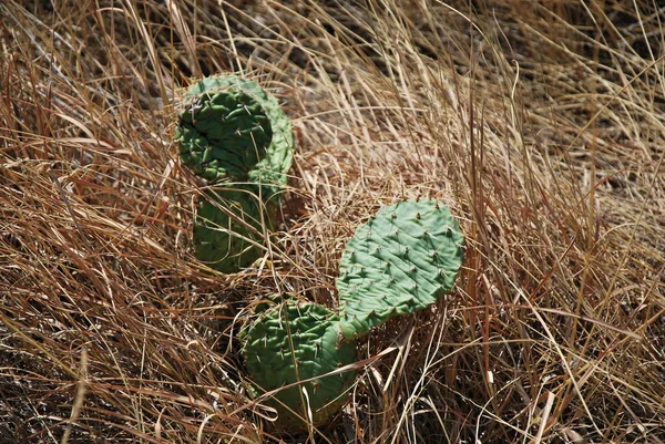 Cactus Badlands National Park South Dakota — стокове фото