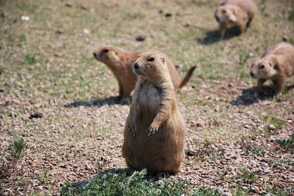 Prairie Dogs at Devils Tower National Monument, Wyoming