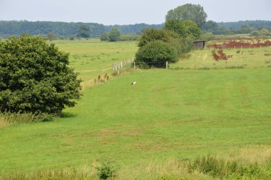 Baharda Leine nehrinin manzarası, Schwarmstedt, Aşağı Saksonya