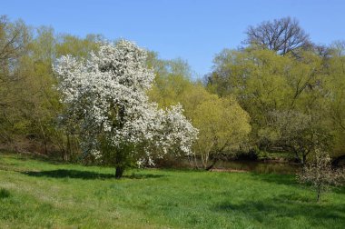 Heath Lueneburger Heide, Walsrode, Lower Saxony 'deki manzara