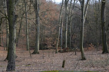 Park in Spring at the Historical Castle Glienicke, Zehlendorf in Berlin, the Capital City of Germany