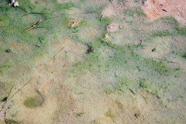 Hydrothermal Color in Yellowstone National Park, Wyoming