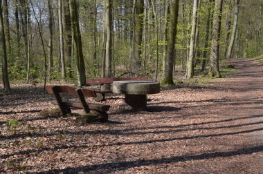 Eckernworth Ormanı 'nda İlkbahar Walsrode, Aşağı Saksonya