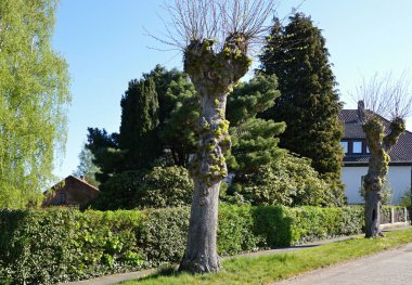 Spring in the Village Ahlden at the River Aller, Lower Saxony