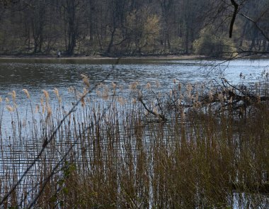 Berlin 'deki Grunewald Ormanı' nda, Almanya 'nın başkenti
