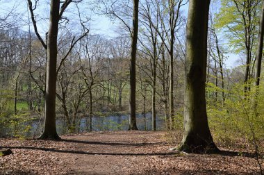 İlkbaharda Eckernworth Ormanı 'ndaki manzara Walsrode Kasabası, Aşağı Saksonya