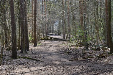 Trail in Spring in the Forest Grunewald in Berlin, the Capital City of Germany