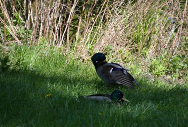 Ducks in the Park at the Historical Castle Charlottenburg in Berlin, the Capital City of Germany