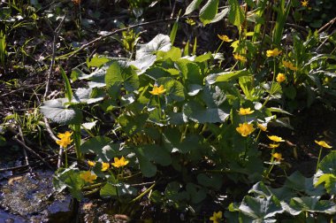 Meadow in Spring in the Town Walsrode, Lower Saxony
