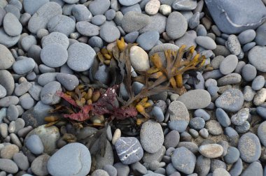 Pebbles at Rialto Beach in Olympic National Park, Washington