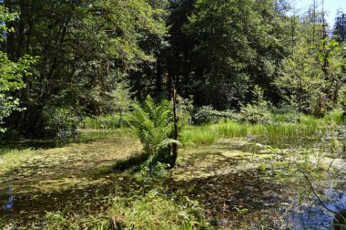 Hoh Yağmur Ormanı 'ndaki manzara Olimpiyat Ulusal Parkı, Washington