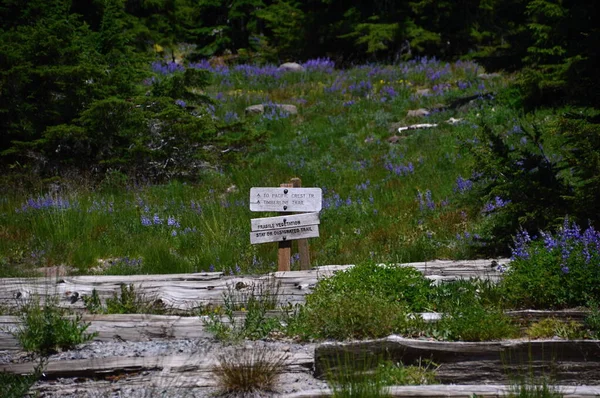 stock image Trail on Mount Hood, Volcano in the Cascade Range, Oregon