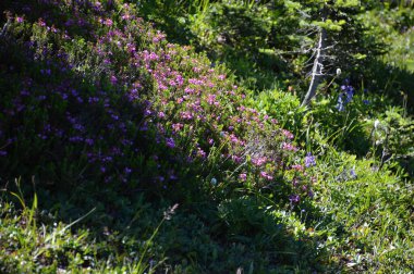 Olimpiyat Ulusal Parkı 'ndaki Meadow, Washington