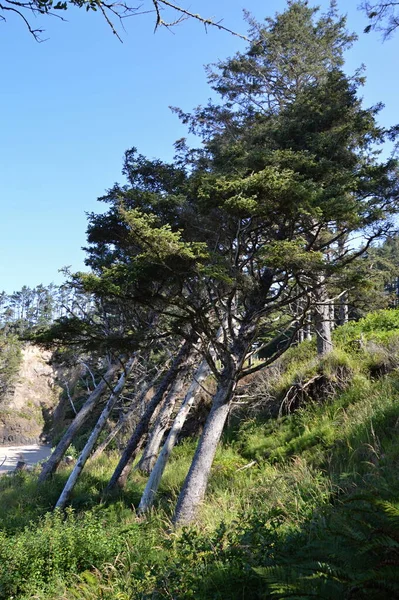 Bäume Wind Der Pazifikküste Oregon — Stockfoto
