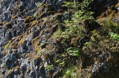 Washington Olimpiyat Ulusal Parkı 'ndaki Kasırga Sırtı