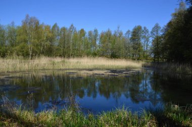 Pond in Spring in the Town Walsrode, Lower Saxony