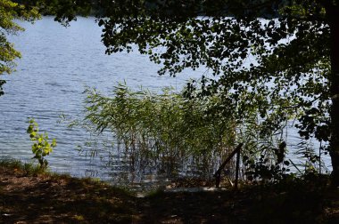 Brandenburg, Halbe köyündeki Heidesee Gölü manzarası.