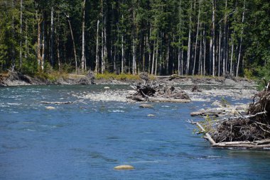 Elwha Nehri Olimpiyat Ulusal Parkı, Washington