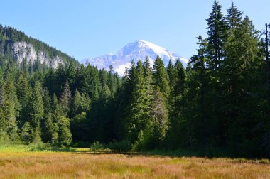 Panorama of Mount Rainier National Park, Washington