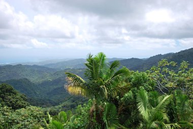 Porto Riko Adası 'ndaki El Yunque Yağmur Ormanları Panoraması