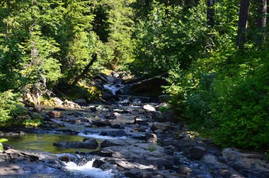 Stream in Mount Rainier National Park, Washington
