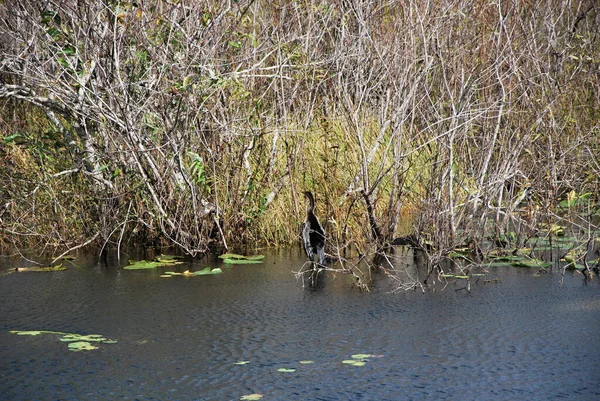 Anhinga Bird Nel Parco Nazionale Delle Everglades Florida — Foto Stock