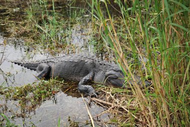 Timsah everglades Ulusal Park, florida