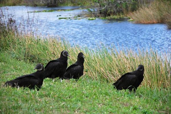 Keselyűk Everglades Nemzeti Park Florida — Stock Fotó